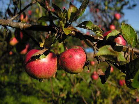 樹上兩個(gè)紅蘋果