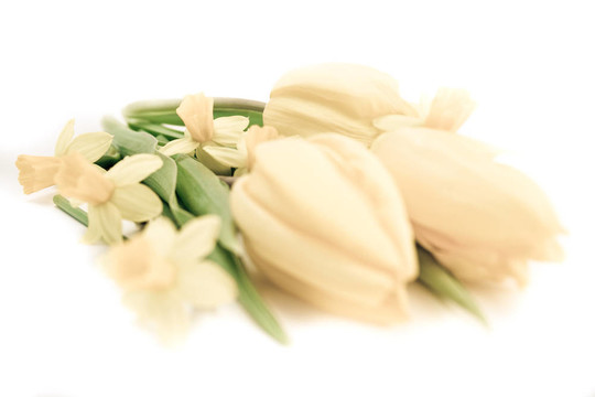 郁金香和水仙花