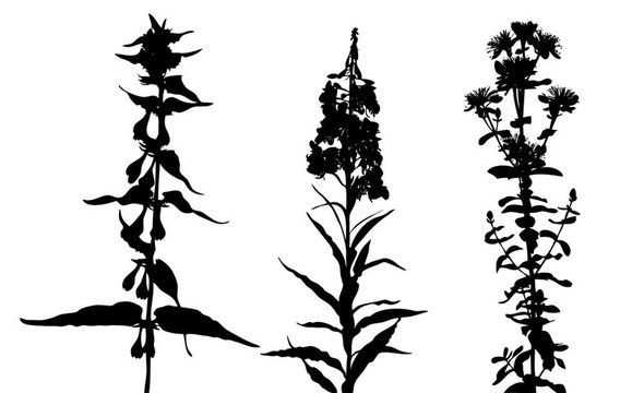 flowerses輪廓在白色背景；圖