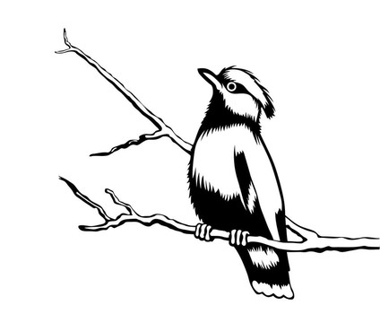 白色背景鳥類剪影；插圖