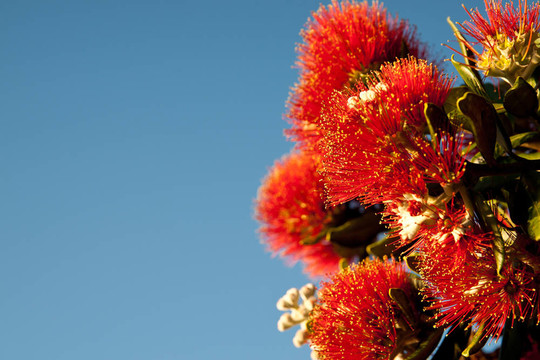 圣誕樹(shù)開(kāi)花了。