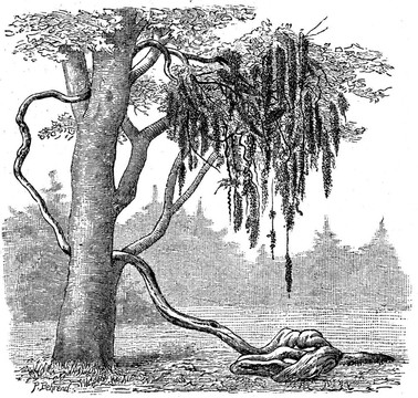 生pusaetha