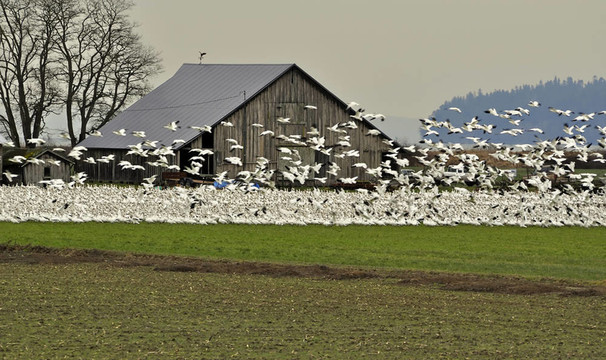 許多雪鵝由Old Barn