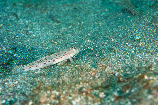 hairchin蝦虎魚