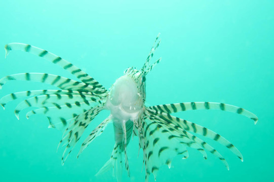 獅子魚