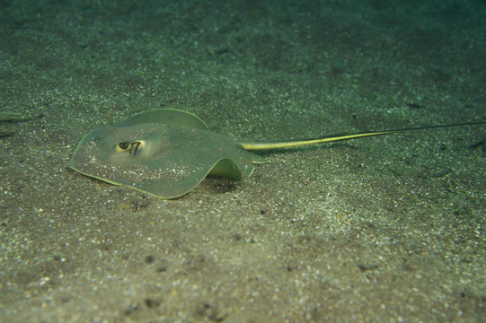 黃貂魚(yú)
