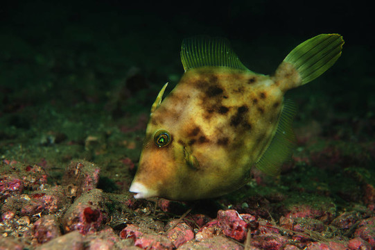 熱帶魚(yú)