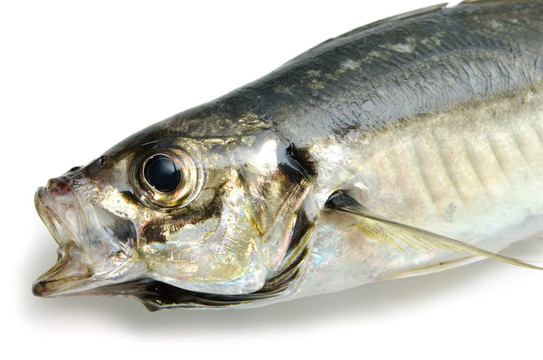 新鮮鯖魚