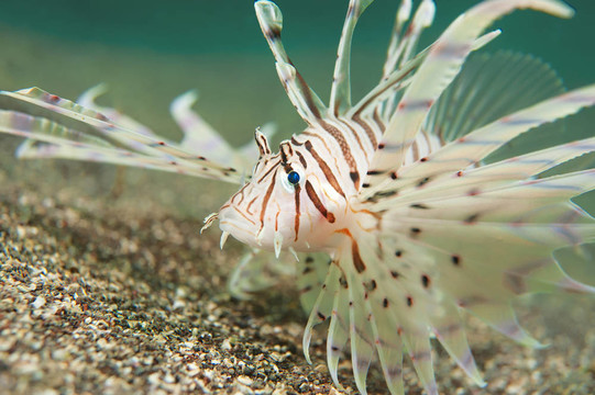 獅子魚