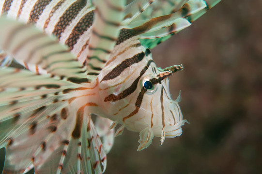 獅子魚