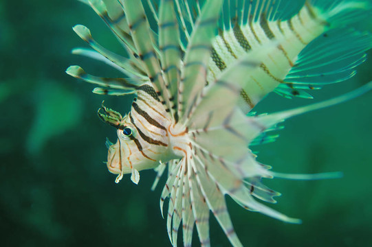 獅子魚