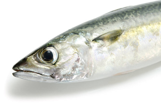新鮮鯖魚(yú)