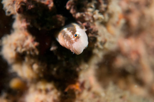 短發(fā)的人fangblenny