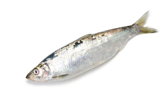 太平洋鯡魚