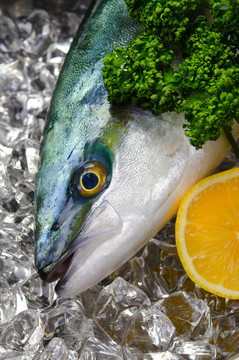 黃尾魚