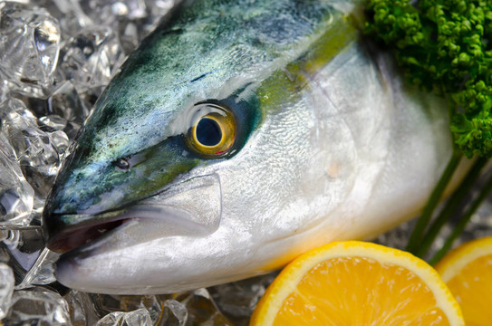 黃尾魚