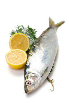 太平洋鯡魚