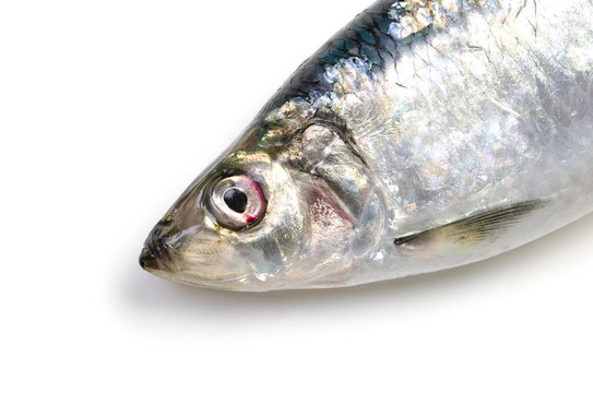 太平洋鯡魚(yú)