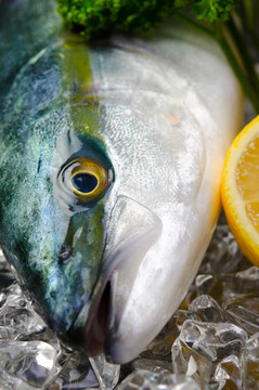 黃尾魚