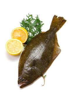 扁口魚