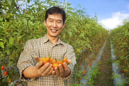 農(nóng)夫在他的農(nóng)場里抱著番茄