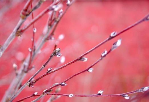 紅枝