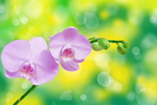 蘭花花的特寫