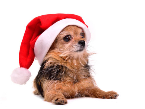 圣誕狗戴紅色Santa帽