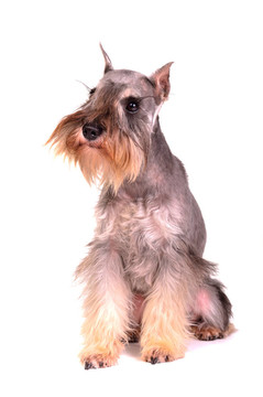 迷你雪納瑞犬坐