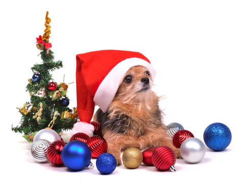 圣誕裝飾Santa狗
