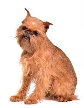 Griffon Bruxellois的肖像