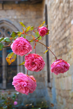 粉薔薇
