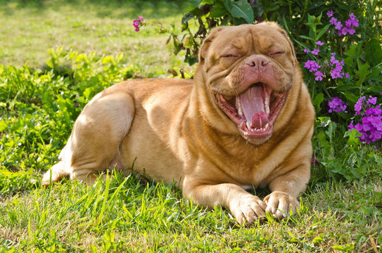 波爾多獒犬在陽光花園打哈欠