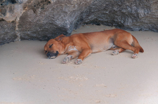 无家可归的狗睡在岩石旁边的海滩上