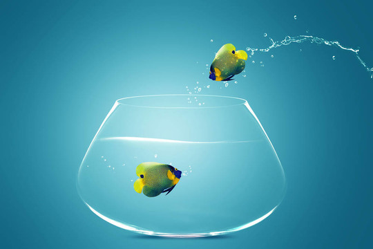 Angelfish jumbing其他的碗