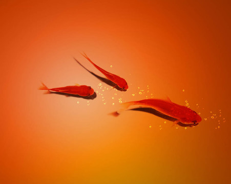 三個金魚一起在水里