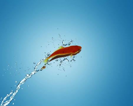 金鱼跳出水面