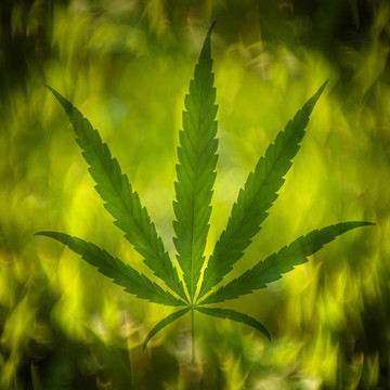 抽象背景大麻葉