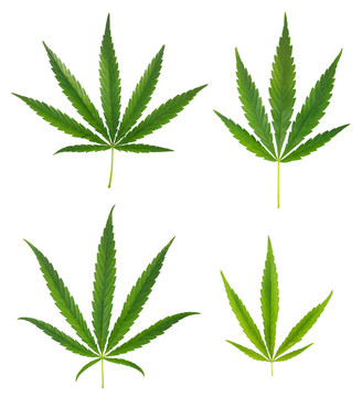 把大麻葉