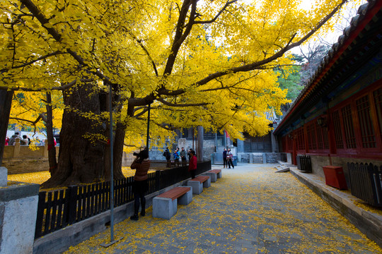 大覺寺