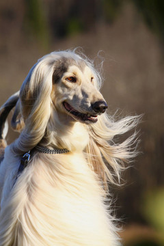 白色的阿富汗獵犬