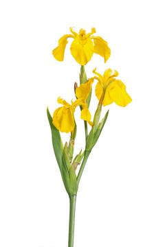 虹膜pseodacorus莖和花