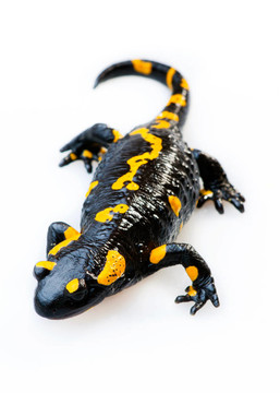 火蠑螈（Salamandra salamand