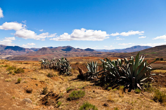 Cactusus在一個荒涼的山地景觀