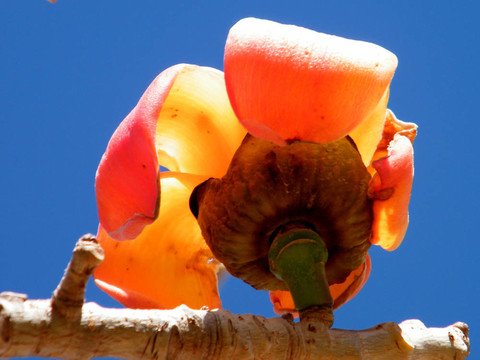 或Yehuda Bombax木棉花2011