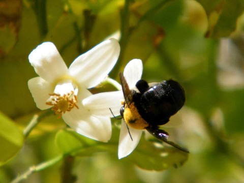 或者Yehuda Bumblebee在柚花2011