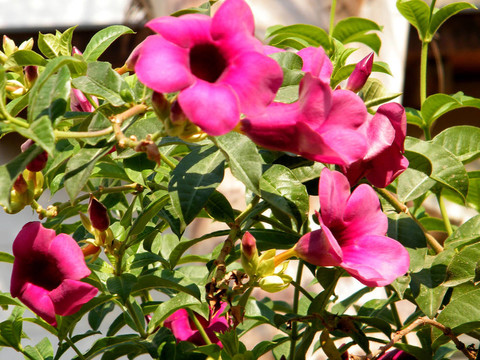 或Yehuda Mandevilla sanderi 2010