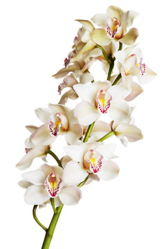 白蘭花