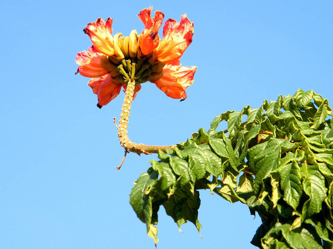 Yehuda Spathodea為十月2010