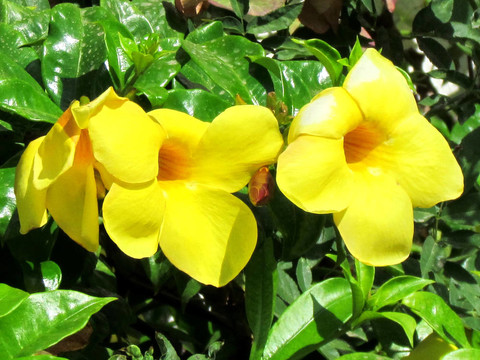 或Yehuda Yellow Mandevilla 2011